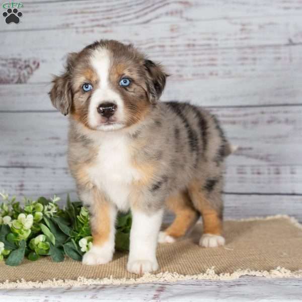 Tianna, Miniature Australian Shepherd Puppy